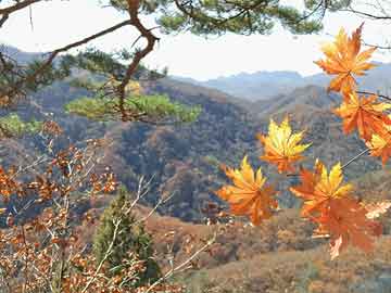 澳門一肖一碼一必中一肖舟山——探尋神秘預(yù)測背后的故事，澳門神秘預(yù)測探尋，一肖必中背后的故事揭秘