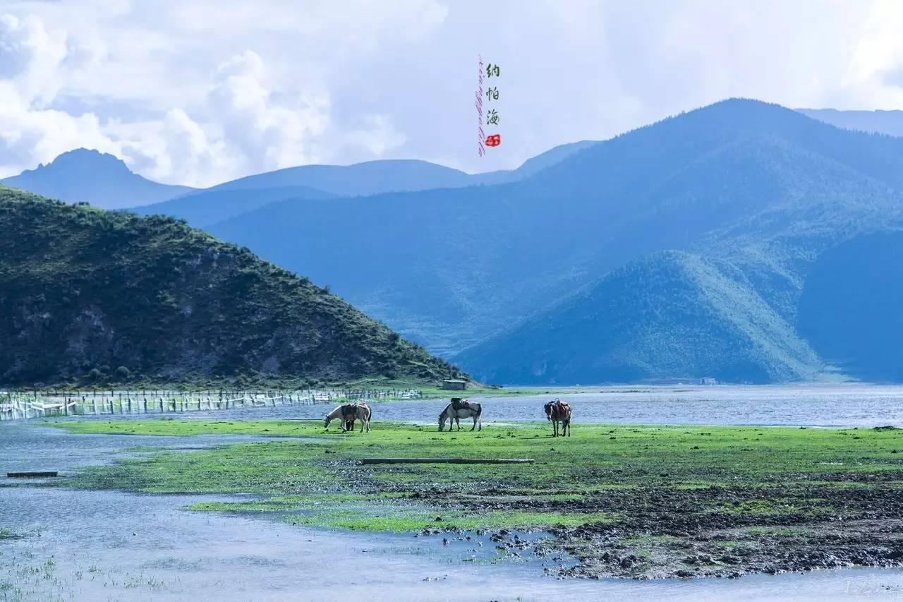 國產(chǎn)與歐洲野花視頻，探索視頻天堂的多元魅力，國產(chǎn)與歐洲野花視頻的多元魅力探索，視頻天堂的無限風(fēng)采