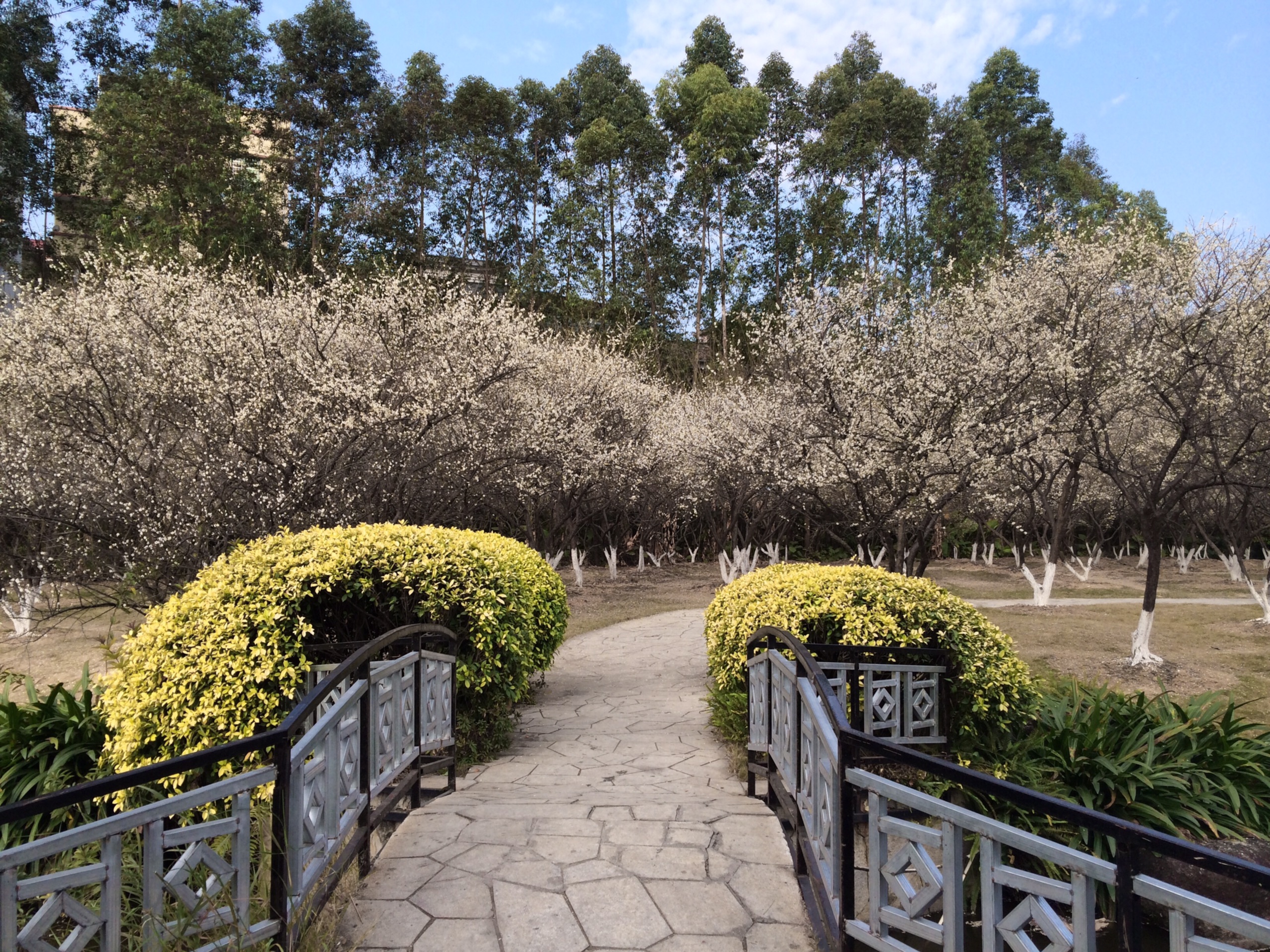 廣州香雪公園圖片