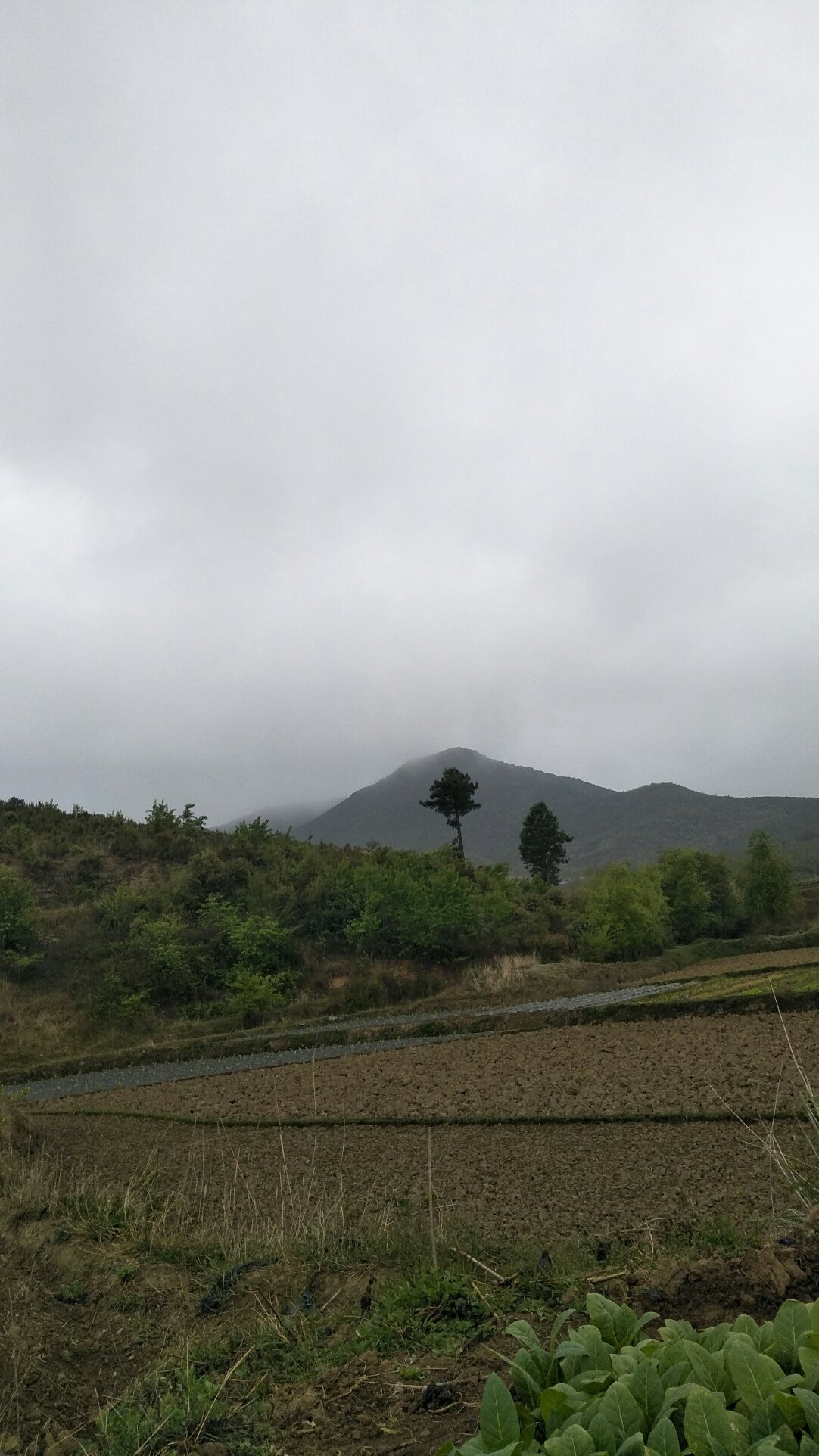 平莊鎮(zhèn)天氣預(yù)報詳解，平莊鎮(zhèn)天氣預(yù)報全面解析