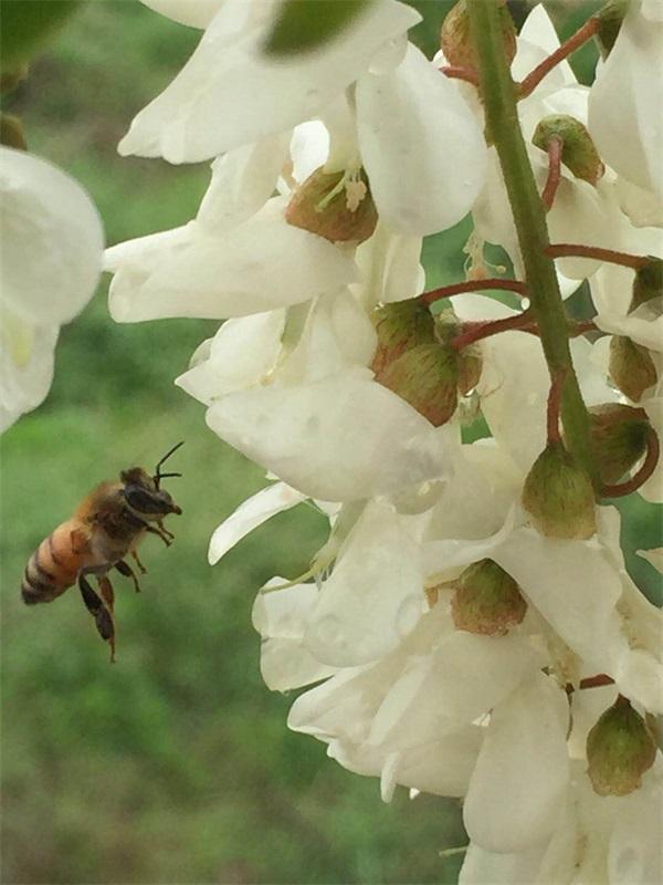 槐花之韻，槐花的韻味